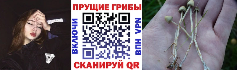 цена   Сенгилей  Галлюциногенные грибы GOLDEN TEACHER 